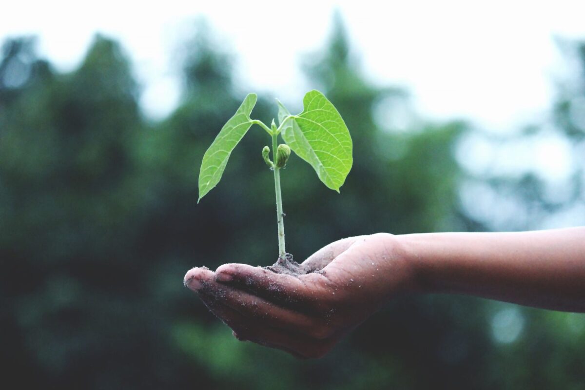 Hands holding a young green plant growing toward the sunlight