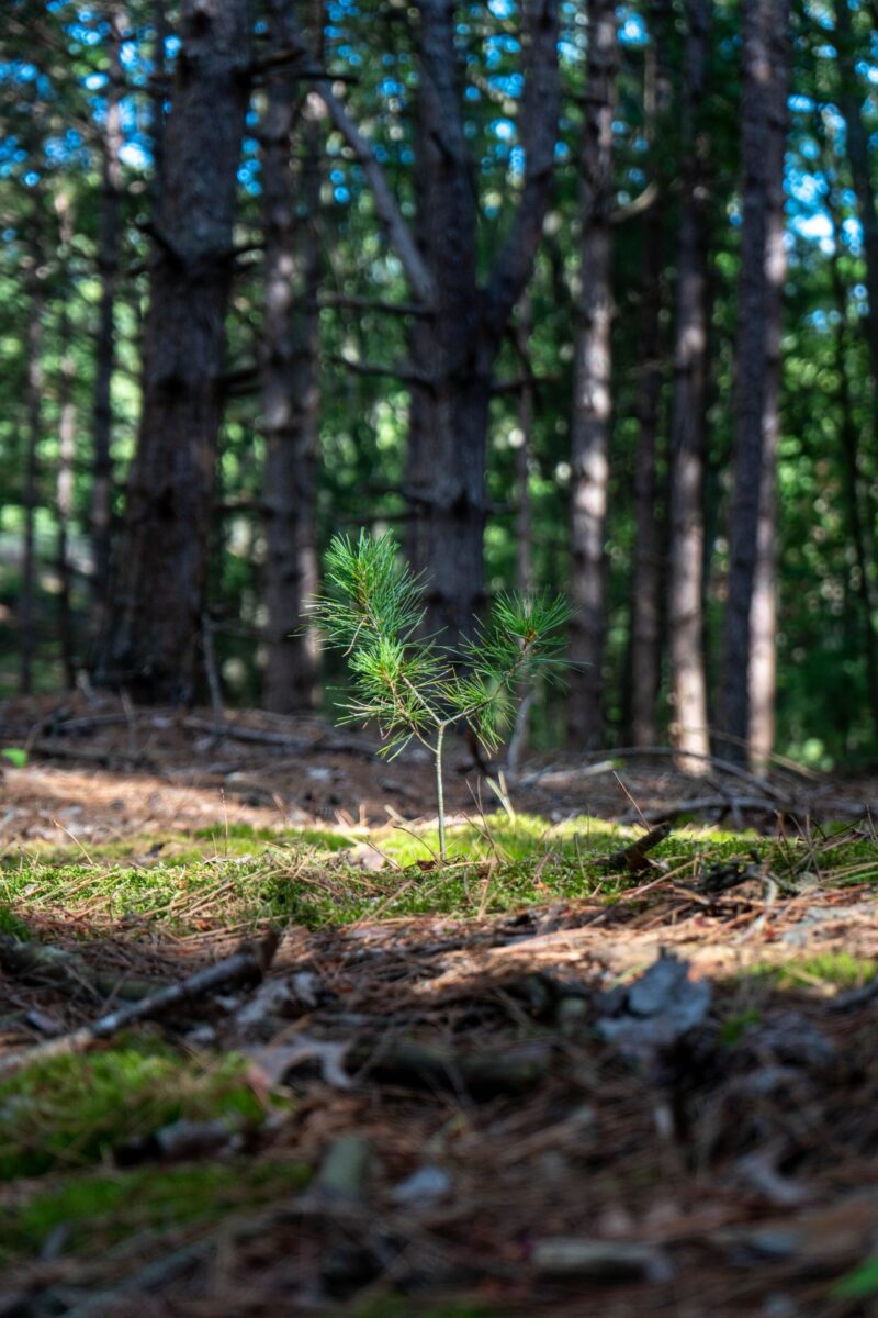 A young pine seedling growing on a forest floor among tall mature trees
